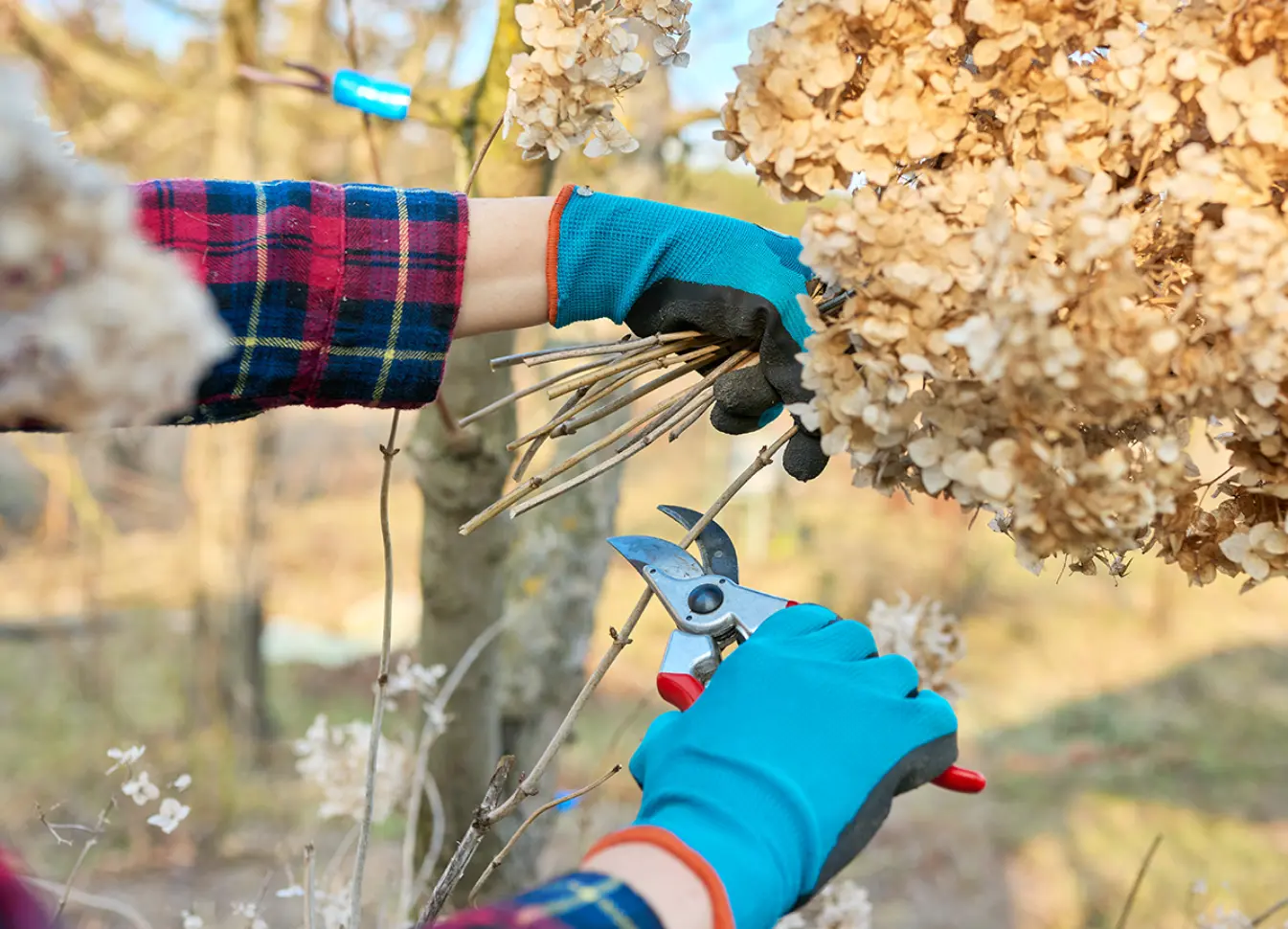 Autumn Maintenance